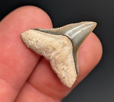 Gorgeous Large .95'' Bull Shark Tooth From Bone Valley Florida