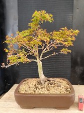 bonsai di acero palmato kioime h 60 cm visita il negozio