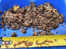 150 Red Wigglers Worms Compost Fishing Pet Food Starter Bed 1/2"-3"