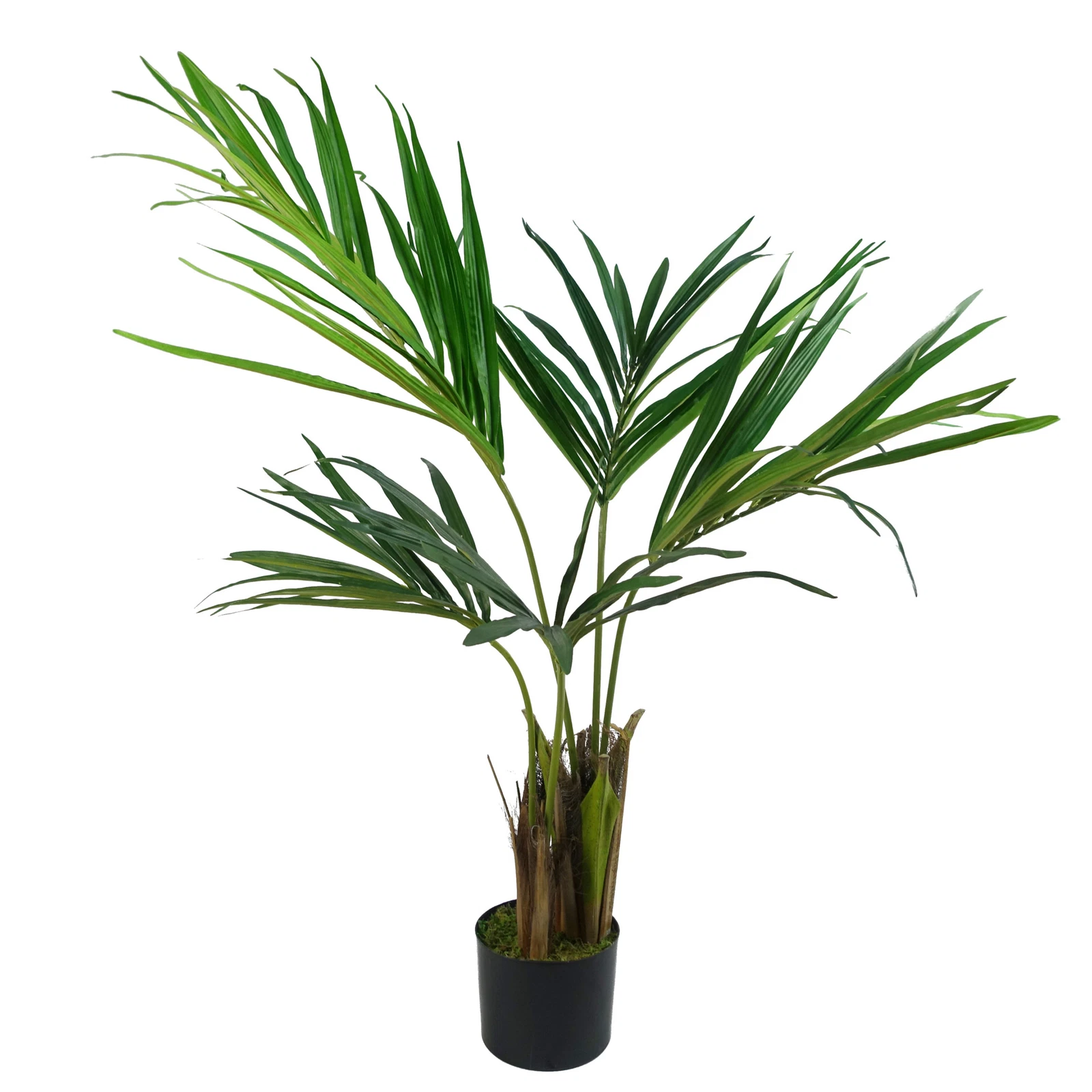 120cm Kentia Palm - 40536