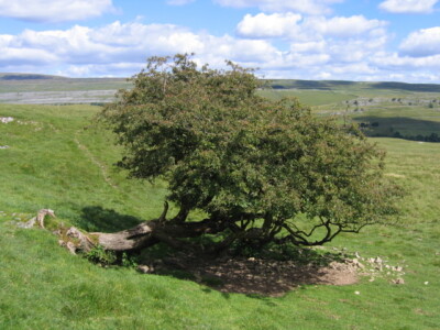 Photo 6x4 Thorn bush in Low Ox Pasture Kilnsey This bush is a rare surviv c2007