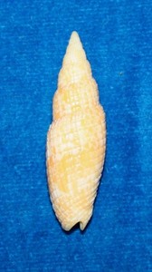 Seashell RARE mitra neocancilla takiisaoi Okinawa 39mm F+ #S-31