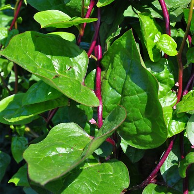 Basella alba Rubra, Red Malabar Spinach, Baselle Ceylon Spinach - 20 to 50