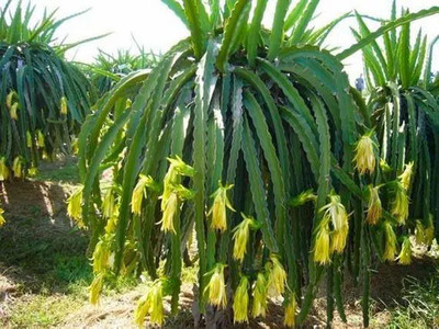 Pitahaya yellow with white flesh, Dragon fruit yellow 10 PCS fresh seeds