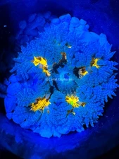 CE- WYSIWYG Yellow Thunder Rock Flower Anemones  Live Coral Frag LPS SPS #RFA12