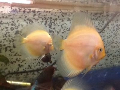 discus fish ebay