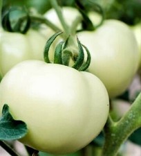 Great White Tomato Beefsteak Seeds 50 SEEDS NON-GMO --BUY 4 ITEMS FREE SHIP