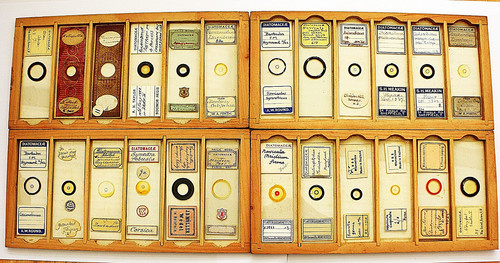 Superb Box of 24 Antique/Vintage Diatom Slides. From the Very Best Preparers.
