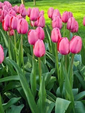 Garden Elements Spring Blooming Bulbs – Darwin Giant Tulip, Pink – 25 Pack