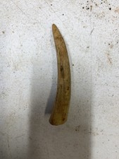 13 pieces of antler tips for crafts .