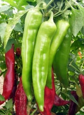 New Mexico Big Jim Chili Pepper Seeds, NuMex, Hatch, Ristra, FREE SHIPPING