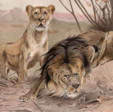 LIONS - Male and Female Resting in Savannah 1880 Antique Chromolithograph
