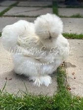 Bearded Crested Silkie Hatching Eggs (6+)