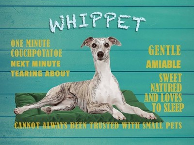 Holzschild 30x40 cm Whippet Hund gentle amiable Deko Geschenk Holz Schild
