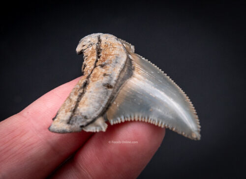 Ausgezeichneter fossiler Angustidens Haifischzahn SC Fossilien 2554