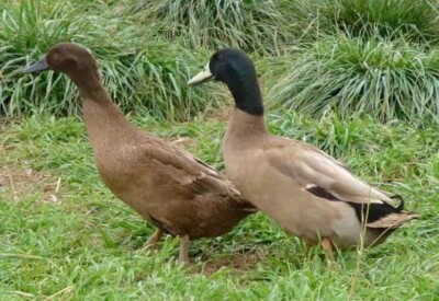 6  Khaki Campbell Duck Hatching Eggs BEST Egg Layer