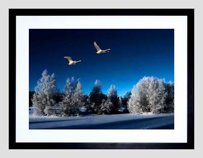 SWANS WINTER SNOW TREES BIRD BLACK FRAME FRAMED ART PRINT PICTURE MOUNT B12X9283