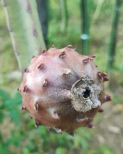 Baby Cerrado DRAGON FRUIT CUTTINGS 8-12 Inches check the description