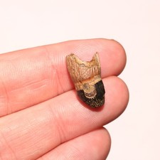 Rooted Crocodile Tooth - Very Nice Dinosaur Age Fossil - Hell Creek Formation