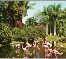 Flamingos in Tropical Florida Sarasota Jungle Gardens 1955 VTG Postcard Unposted