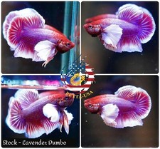 Live Male Betta Fish High Quality HMPK Lavender Dumbo Big Ears