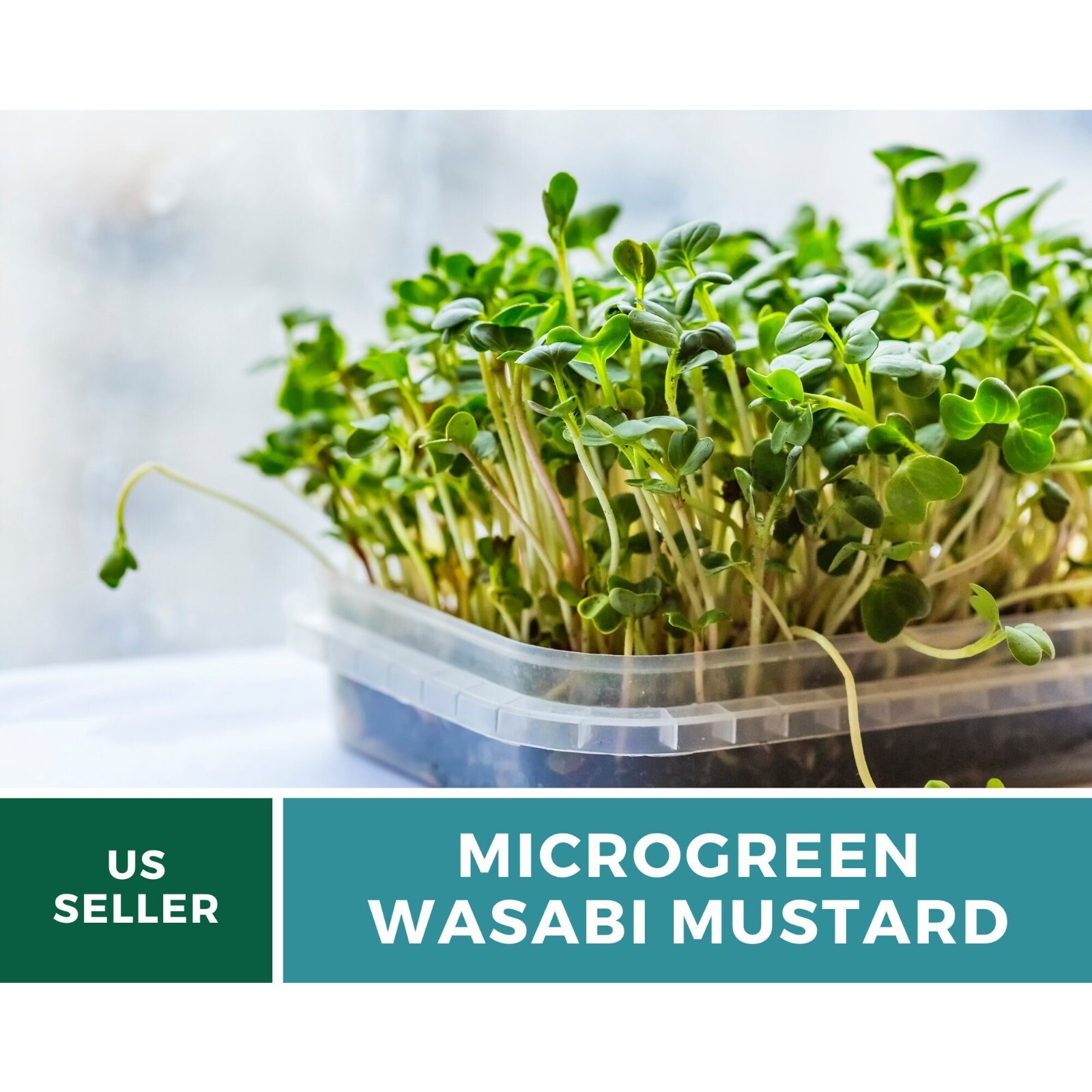 Microgreen, Wasabi Spicy Mustard seeds Intense and Peppery Flavor