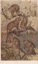 1883 Brehm Thierleben Chromolithograph Night Monkeys Original Color Book Plate