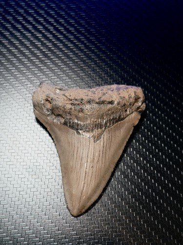 Authentic Megalodon Shark Tooth Fossil