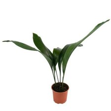 60cm Aspidistra Elatior Indoor Houseplant Cast Iron House Plant 15cm Pot