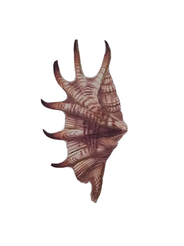 Conchology Strombus Lambis on Canvas London: printed for John and Arthur Arch,61 - Image 2 of 4