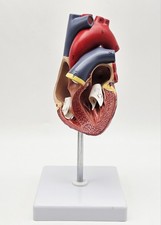 Anatomical Human Heart Model Anatomy Medical Teaching Tool Cardiac Sculpture Art