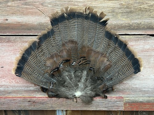 1 - Jake Juvenile Eastern Wild Turkey Tail Fan for Turkey Decoy #13