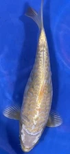12-inch, Doitsu Hariwaki Koi. Black Swamp Koi Farms