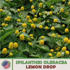 100 Lemon Drop Seeds, Spilanthes oleracea, Toothache Plant, Non GMO, Genuine USA