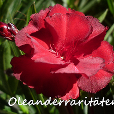 Oleandro Tito Poggi - Offerta Esclusiva – Solo Per Clienti - Foto 2