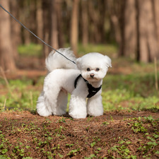 Pet Small Cat Dog Breathable Mesh Harness  Leash Vest Collar Soft Chest Strap