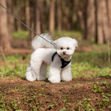 Pet Small Cat Dog Breathable Mesh Harness & Leash Vest Collar Soft Chest Strap