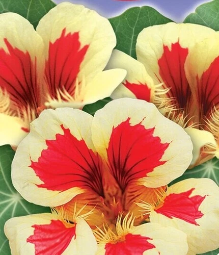 Nasturtium seёds,  1g Nasturtium Strawberry with Cream, organic seёds #102+TRAC