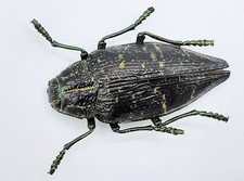 Buprestidae, Polybothris sumptuosa, A2, 34 mm, Madagascar, #BP373