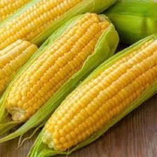Premium Golden Bantam Heirloom Corn - Since 1902! Best Organic Heirloom there is