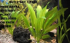 Amazon Sword - Echinodorus Bleheri Beginner Live Aquarium Plants BUY2GET1FREE*