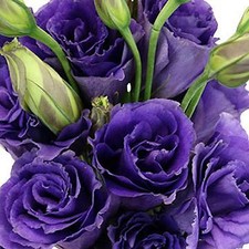 Lisianthus Echo Purple  500 seeds
