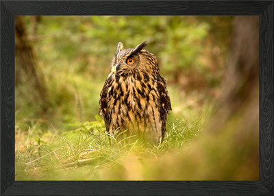 Adler Eule gerahmtes Wandbild Poster Leinwanddruck Bild