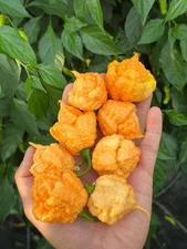 Fujiwhara Pepper Seeds