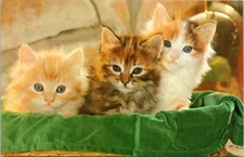 c1960's Meow!!!, Three Cute Kittens, cats, Vintage Chrome, very nice card