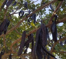 vainas de algarroba, Mallorca, irgánico,…