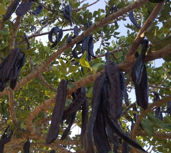 vainas de algarroba, Mallorca, irgánico, no transgénico, vegano, súper alimento, producto español