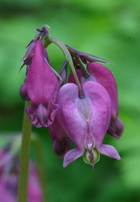 25 Dark Purple Bleeding Heart Seeds Flower Shade Flowers Seed 806 US