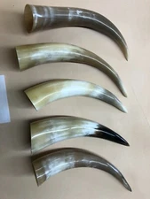 5 Raw Horns 9" to 12" 