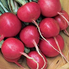 Cherry Belle Radish Seeds | AAS Winner / Heirloom / Non-GMO | Free Shipping 1092